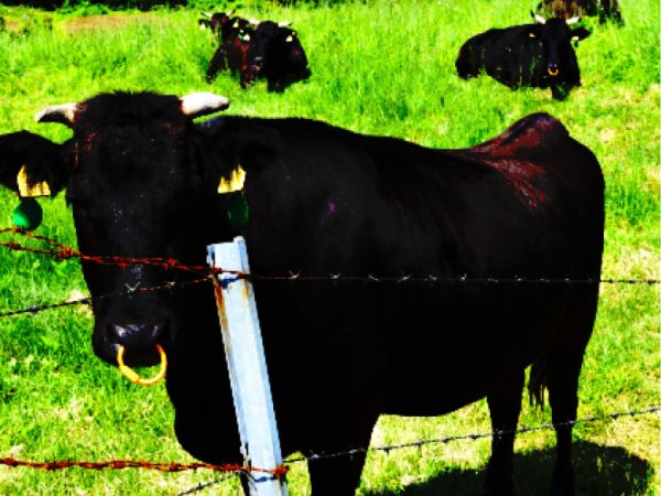 牧場にいる牛のイメージ